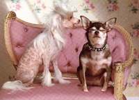 female Chinese Crested tells off a male Chinese Crested